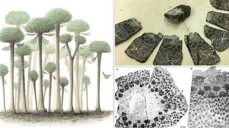 الشجرة الأكثر تعقيدا في العالم.. عمرها 374 مليون عام