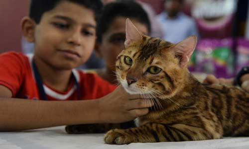 بالصور.. مشاركة ملكات جمال القطط فى المعرض الدولى بالهند