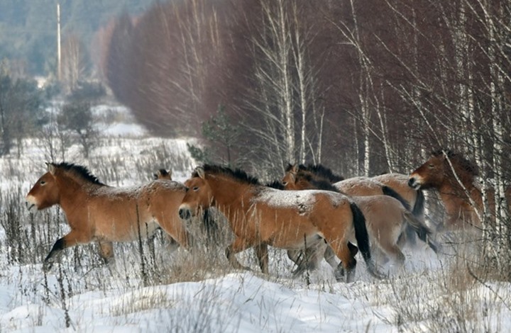 دراسة: اختفاء الخيول البرية عن وجه الأرض