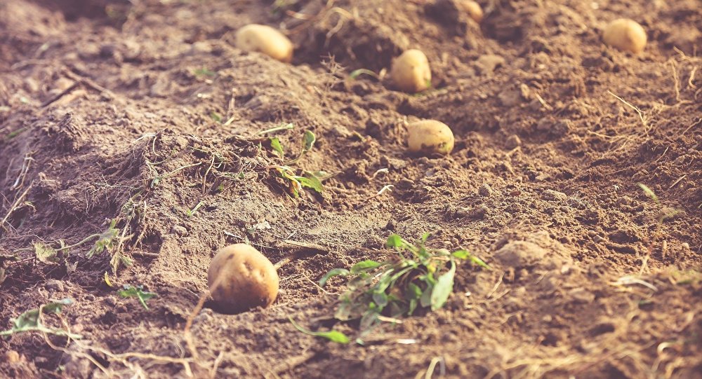 Archeologists dug up 3,800-year-old potato harvest