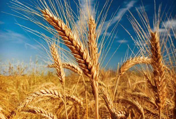 Iran able to export wheat in coming months