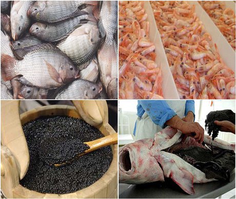 Iran fisheries export hit $412 mln
