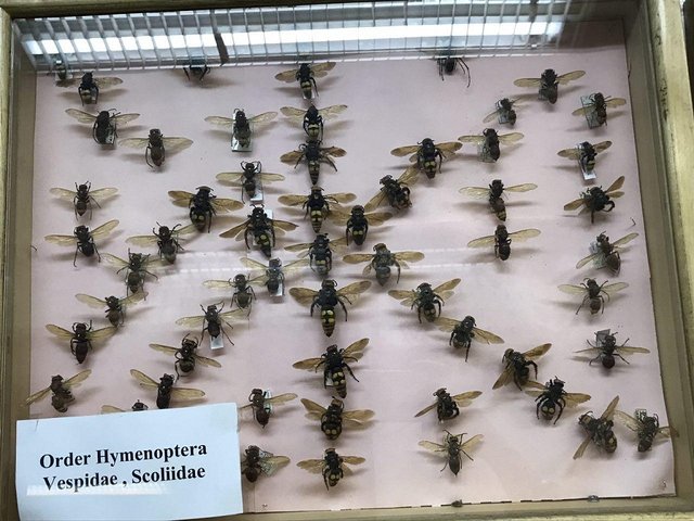 A collection of over 100 thousands species of insects in service of Medical Society