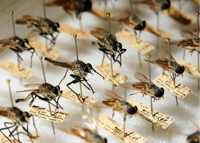 A collection of over 100 thousands species of insects in service of Medical Society