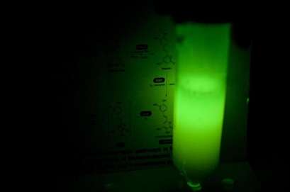 Mushroom enzymes help scientists make other organisms glow in the dark