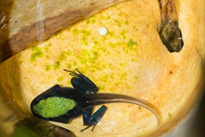 Mothering poison frog in Madagascar helps scientists study the maternal brain