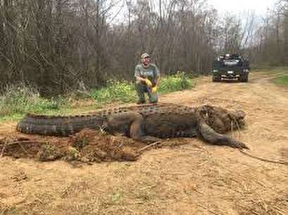 Alligator weighing 700 pounds found in ditch in Georgia