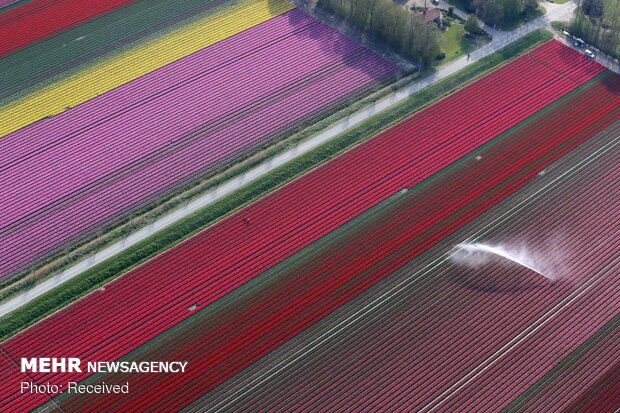 Visiting the Netherlands during Tulip Season