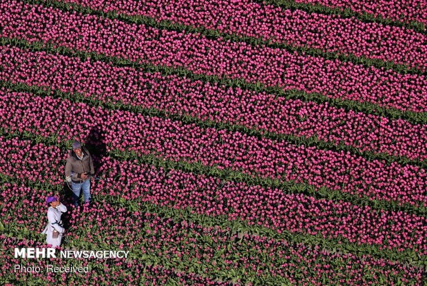 Visiting the Netherlands during Tulip Season