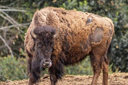 Heritage Yellowstone Park bison to join Montana tribal herds
