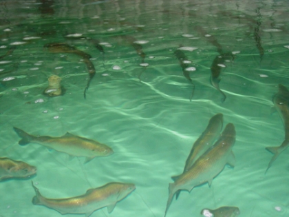 رهاسازی هشت ميليون بچه ماهی در تالاب شادگان 