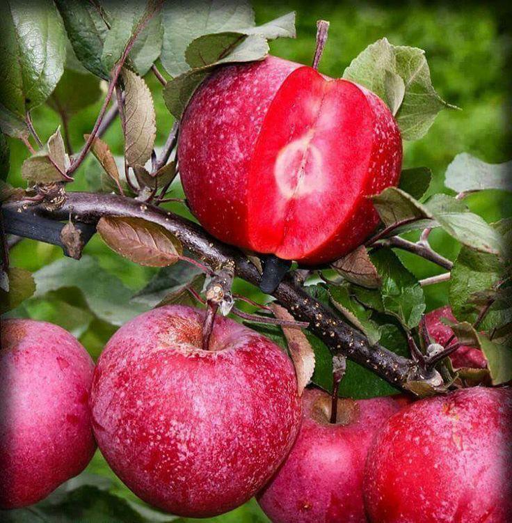 رشد گونه ای سیب نادر در آذربایجان غربی + تصویر