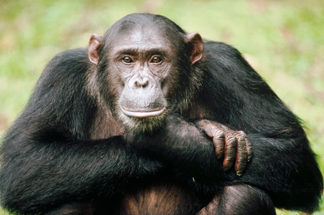 هوش خارق‌العاده‌ی یک شامپانزه در انتخاب خوراکی‌ها + فیلم