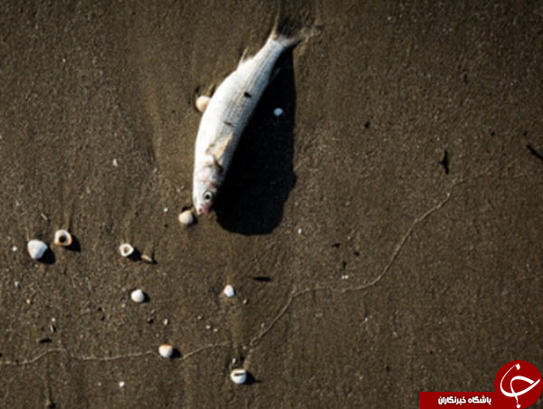 علت مرگ ماهی های دریای خزر چیست؟
