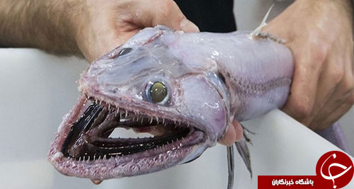 مارمولک ماهی؛ عمیق‌ترین شکارچی دنیا +عکس
