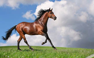 اسب‌های ایرانی باید به دنیا معرفی شوند