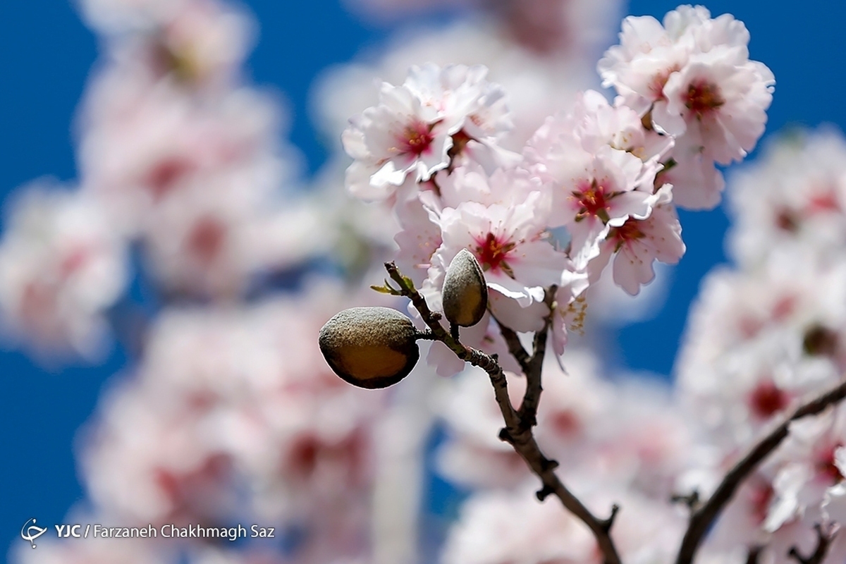رنگ و بوی شکوفه های بهاری در رامیان گلستان