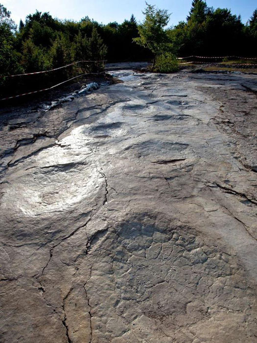 بالصور..اكتشاف أضخم آثار أقدام لديناصور طولها 155 متر فى النرويج