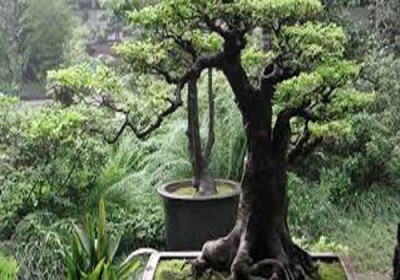 بيع شجرة نادرة مقابل أكثر من مليون دولار في فيتنام