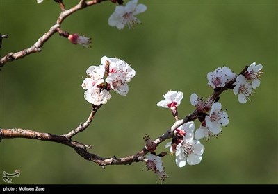 موسم الربيع في ’’أردبيل‘‘ (شمال غرب إيران)