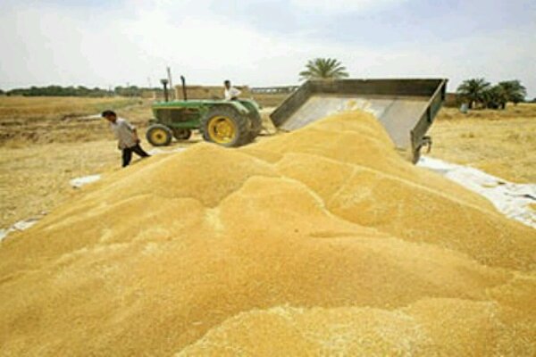 حجم انتاج إيران من القمح مرشح للارتفاع إلى 13 مليونا و 500 الف طن