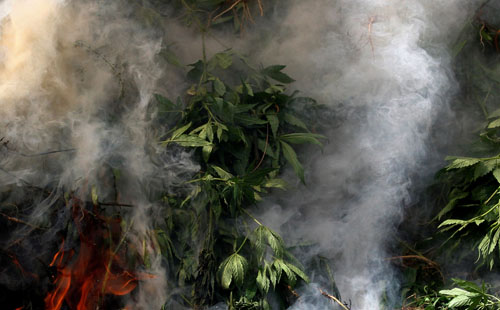 صور.. السلطات المكسيكية تحرق نبات الماريجوانا فى بلدية إنسينادا