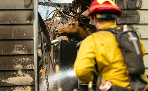 صور.. رجال الإطفاء تكافح حرائق غابات كاليفورنيا وآلاف السكان يفرون