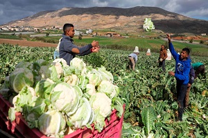 الكيان الصهيوني يفرض حصارا على تصدير المنتوجات الزراعية من الضفة وغزة