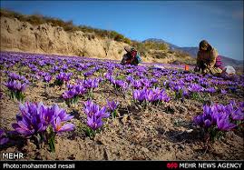 Iran establishes saffron bank