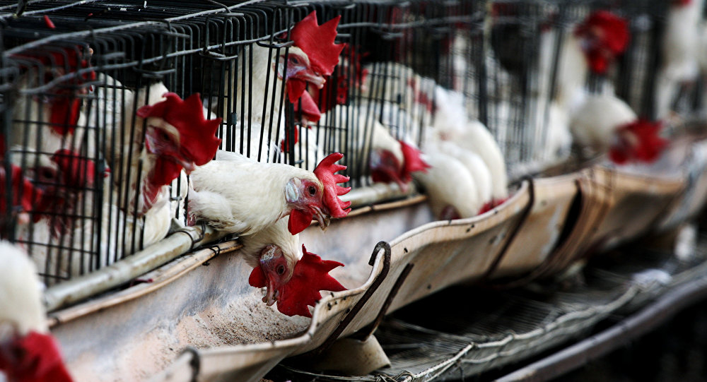 More than 20,000 chickens infected with bird flu put to death in Taiwan