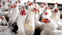 Iran to host int’l seminar on poultry industry