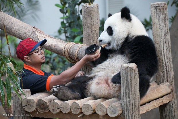 Saving China's pandas