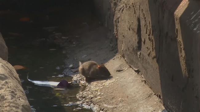 Municipal workers wipe out rats in Tehran with rifles