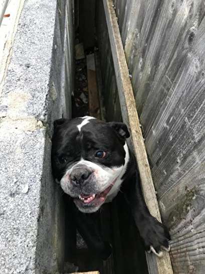 Dog rescued from between wall and fence in Wales garden