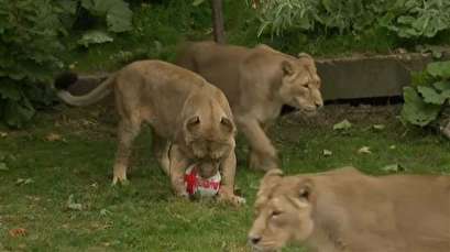 London zoo's big cats show England players how it's done