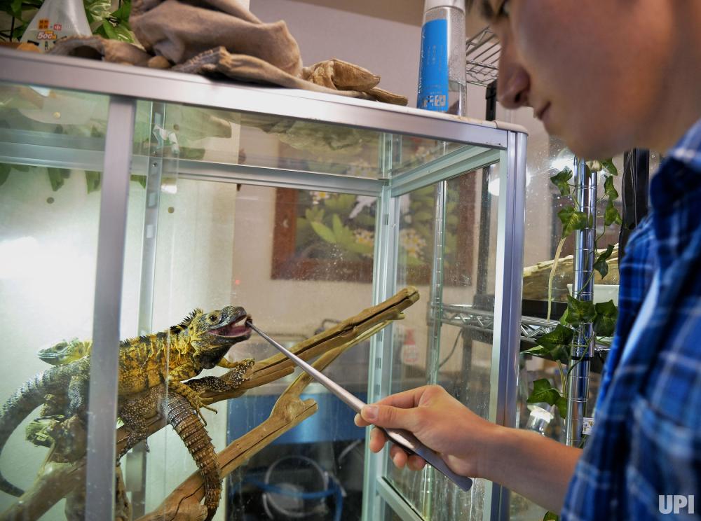 Inside a Japanese reptile cafe