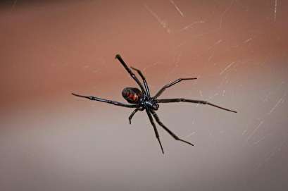 Black widow stows away to Scotland in crate