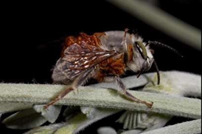 Parasitic beetle infiltrates bee nests by imitating the perfume of local females