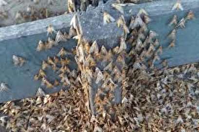 French town swarmed by thousands of moths