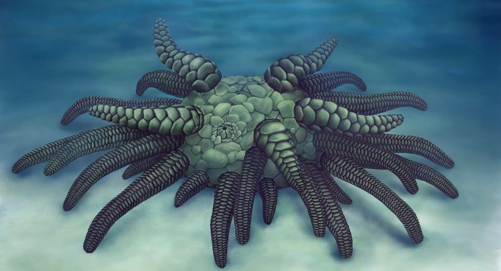 Scientists discover 430 million-year-old sea cucumber
