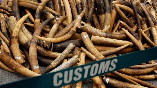 China seizes record ivory tusks, busts smuggling gang