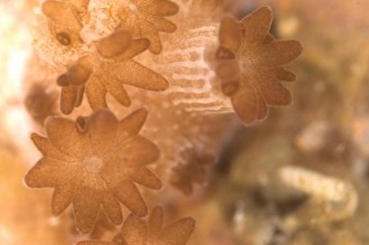 Better understanding of coral-algae relationship could help prevent bleaching