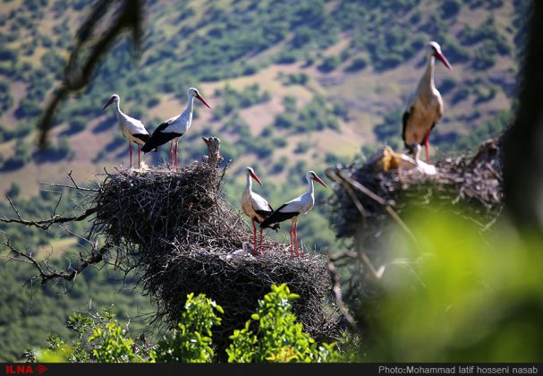 Storks bring peace, luck to Iran’s Kurdistan
