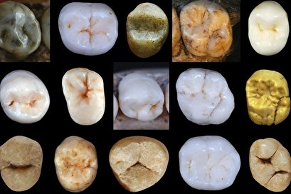 Ancient teeth suggest Neanderthals, modern humans diverged 800,000 years ago
