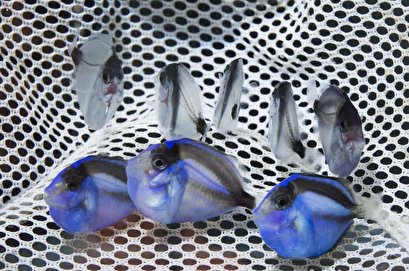 Florida researchers find success breeding colorful aquarium fish