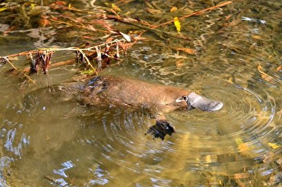 Platelet cells of ancient proto-platypus paved way for human pregnancy