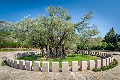 Montenegro olive tree 'significantly older than Christ'