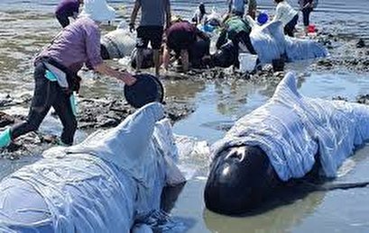 More than dozen whales die after getting stranded on New Zealand beach