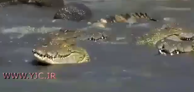 شکار تمساح +فیلم