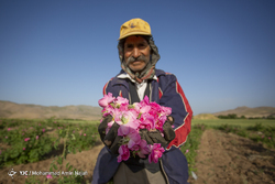 برداشت خیار از مزارع همدان